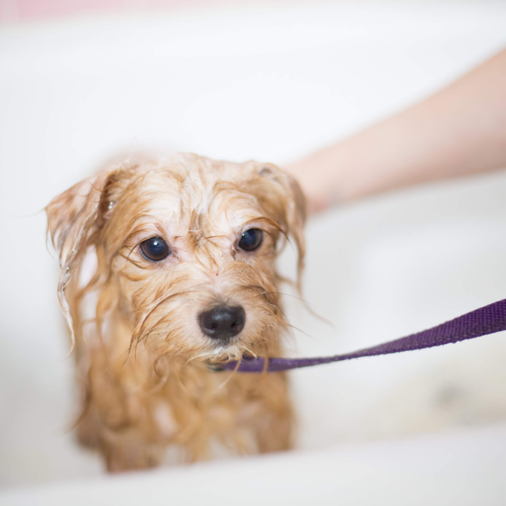 Grooming process