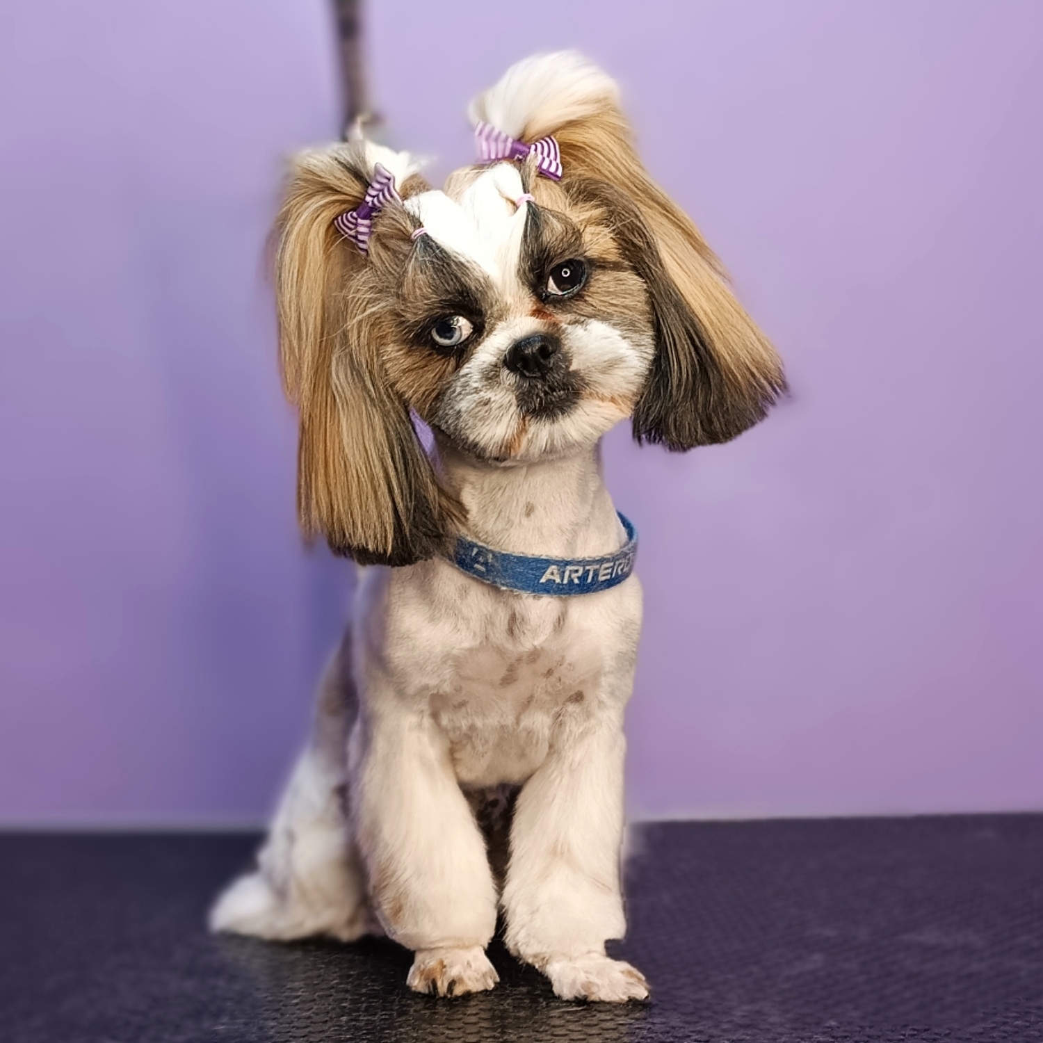 Shih Tzu - Complex