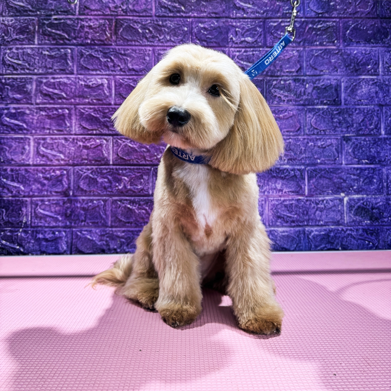 Maltipoo - Complex