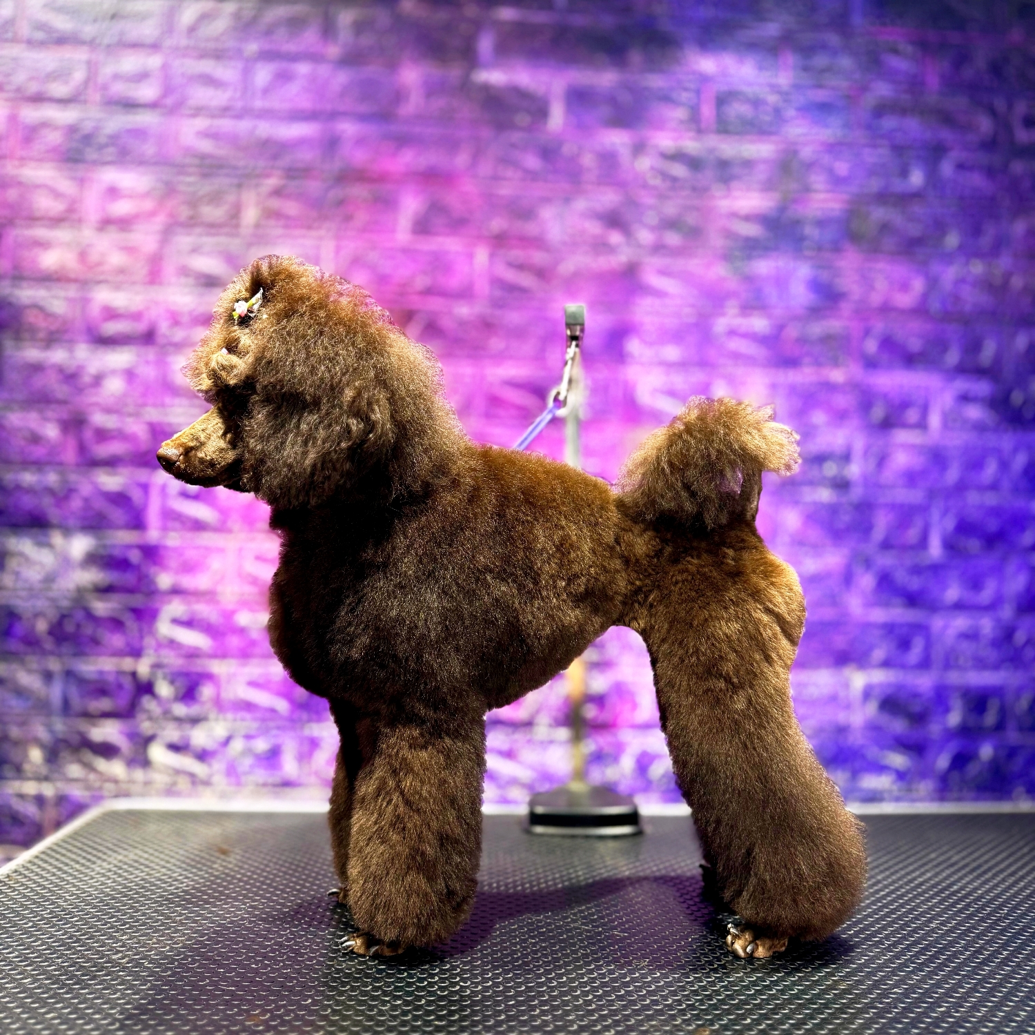 Our grooming salon