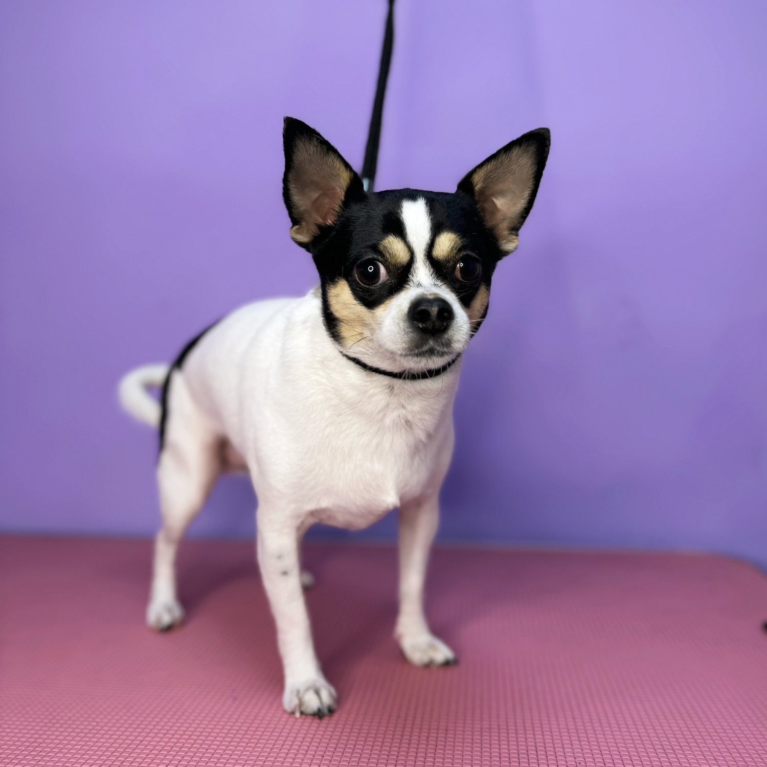 Chihuahua - Îndepărtarea blănii