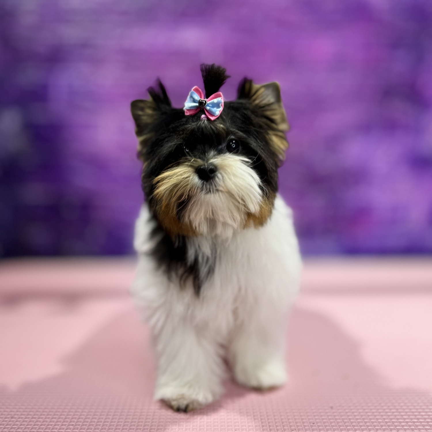 Groomer at work